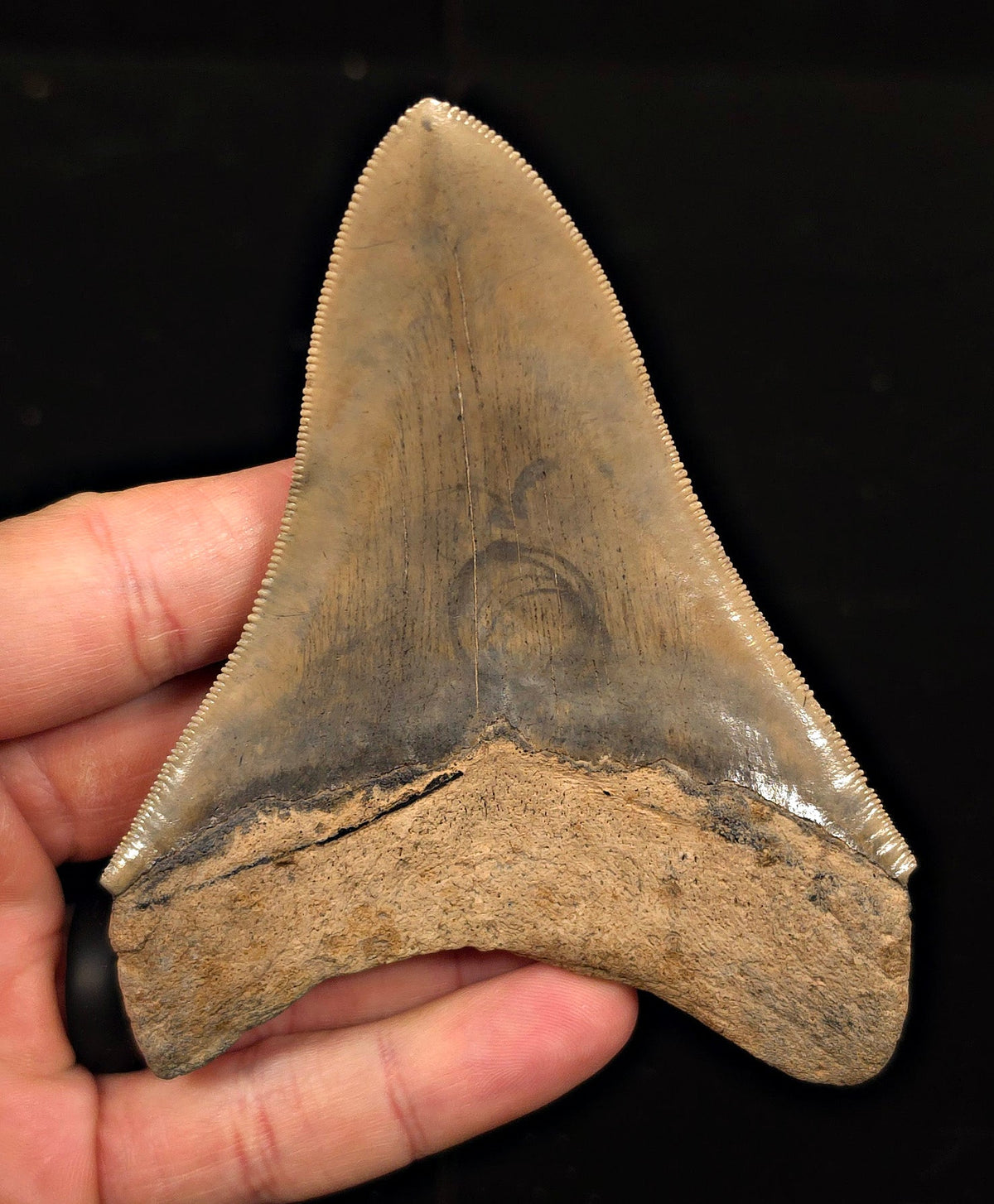 Sharply Serrated, 4.39" Fossil Megalodon Tooth - Georgia - Fossil Driven