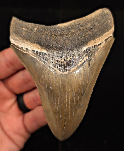 Sharply Serrated, 4.39" Fossil Megalodon Tooth - Georgia - Fossil Driven