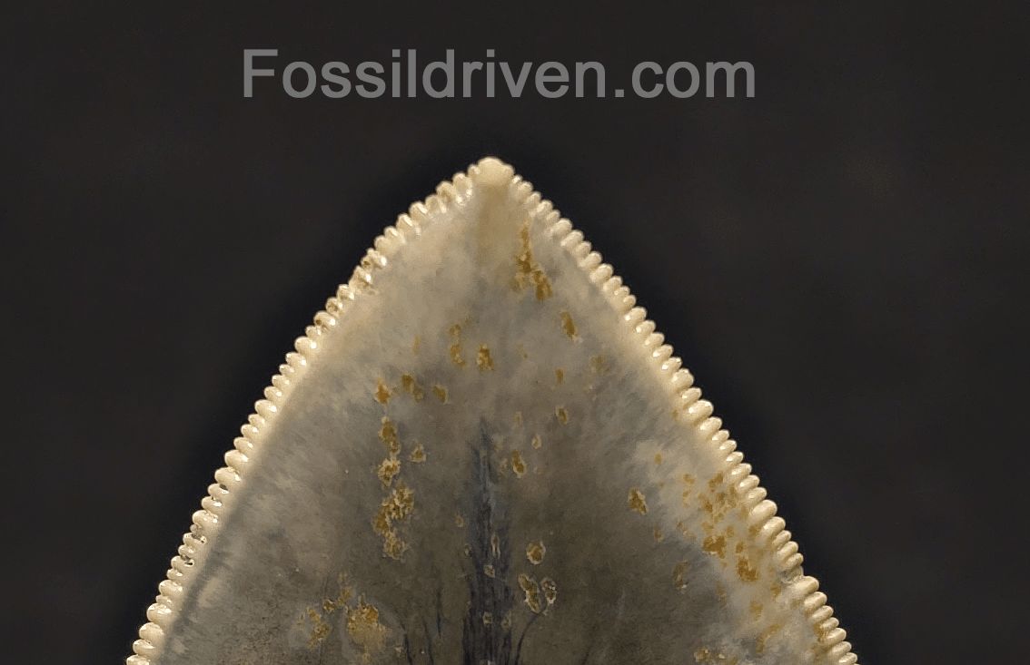 Sharply Serrated, 5.19" Fossil Megalodon Tooth - Java, Indonesia - Fossil Driven