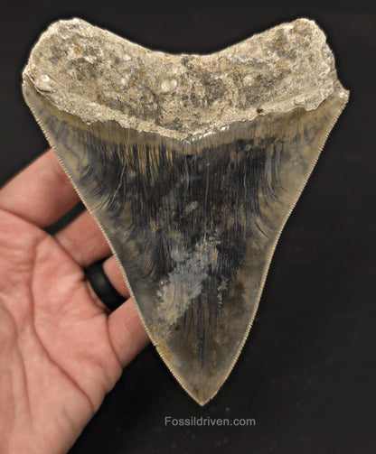 Sharply Serrated, 5.19" Fossil Megalodon Tooth - Java, Indonesia - Fossil Driven