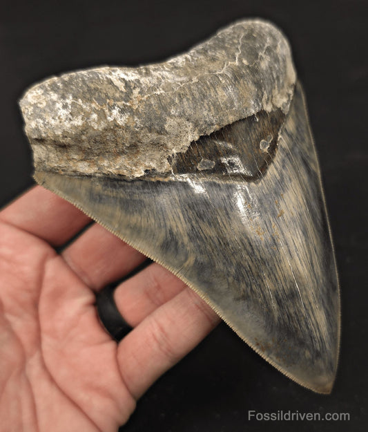 Sharply Serrated, 5.19" Fossil Megalodon Tooth - Java, Indonesia - Fossil Driven