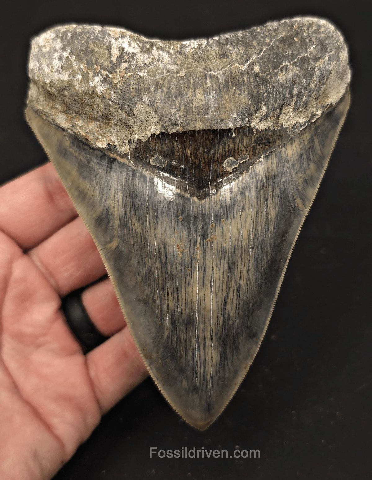 Sharply Serrated, 5.19" Fossil Megalodon Tooth - Java, Indonesia - Fossil Driven