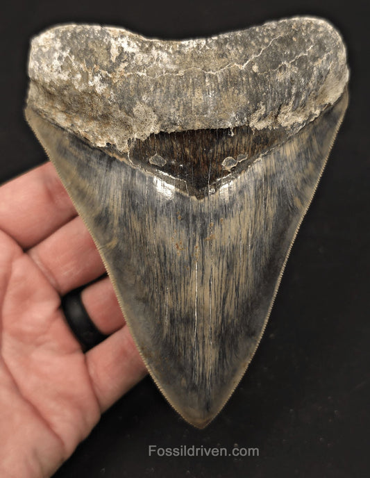 Sharply Serrated, 5.19" Fossil Megalodon Tooth - Java, Indonesia - Fossil Driven