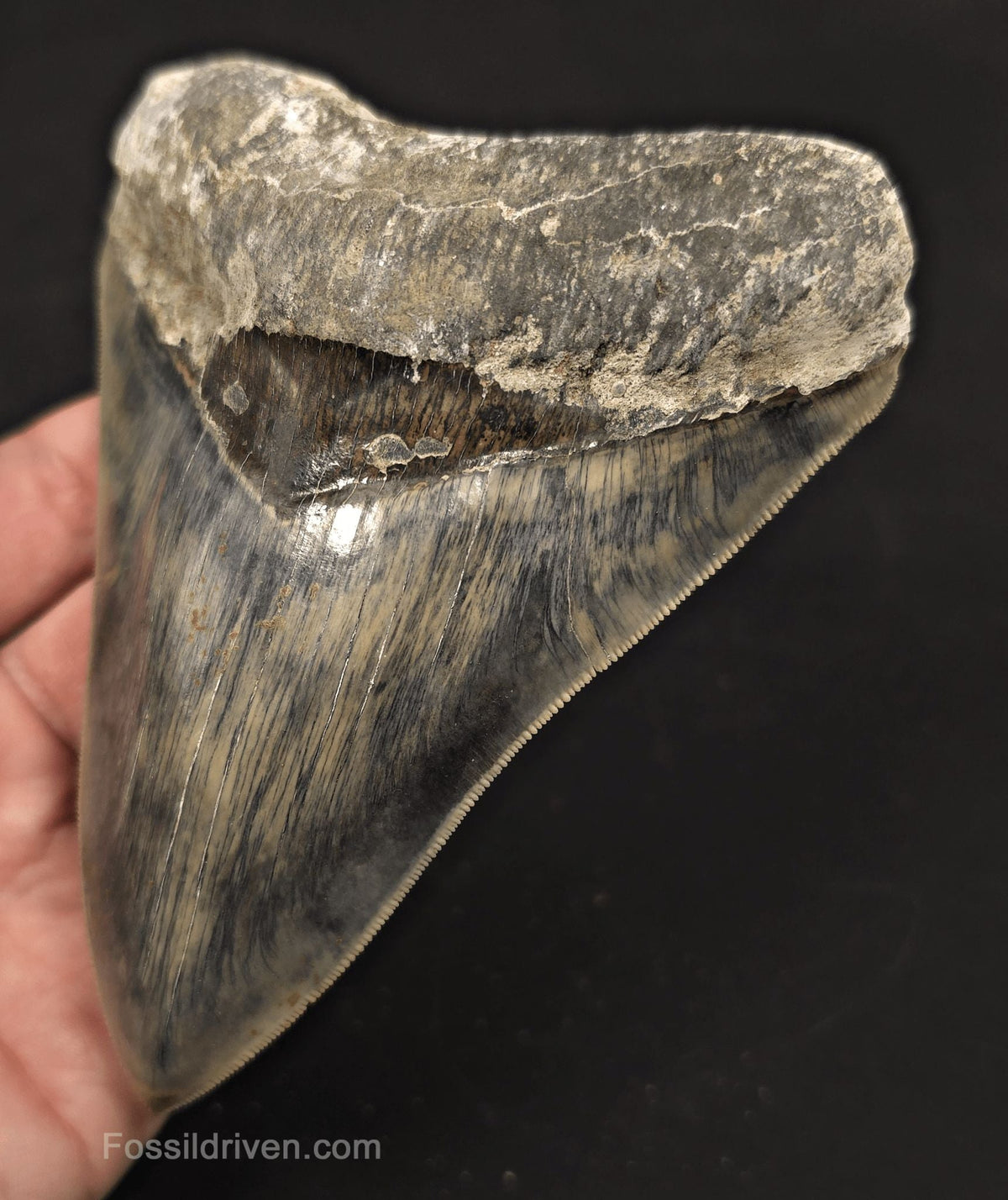 Sharply Serrated, 5.19" Fossil Megalodon Tooth - Java, Indonesia - Fossil Driven