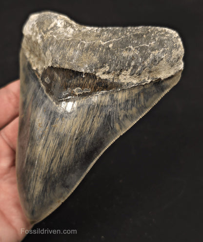 Sharply Serrated, 5.19" Fossil Megalodon Tooth - Java, Indonesia - Fossil Driven