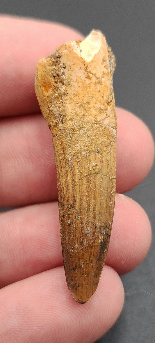 1.60 inch fossil Spinosaurus dinosaur tooth from Morocco – side view showing enamel detail