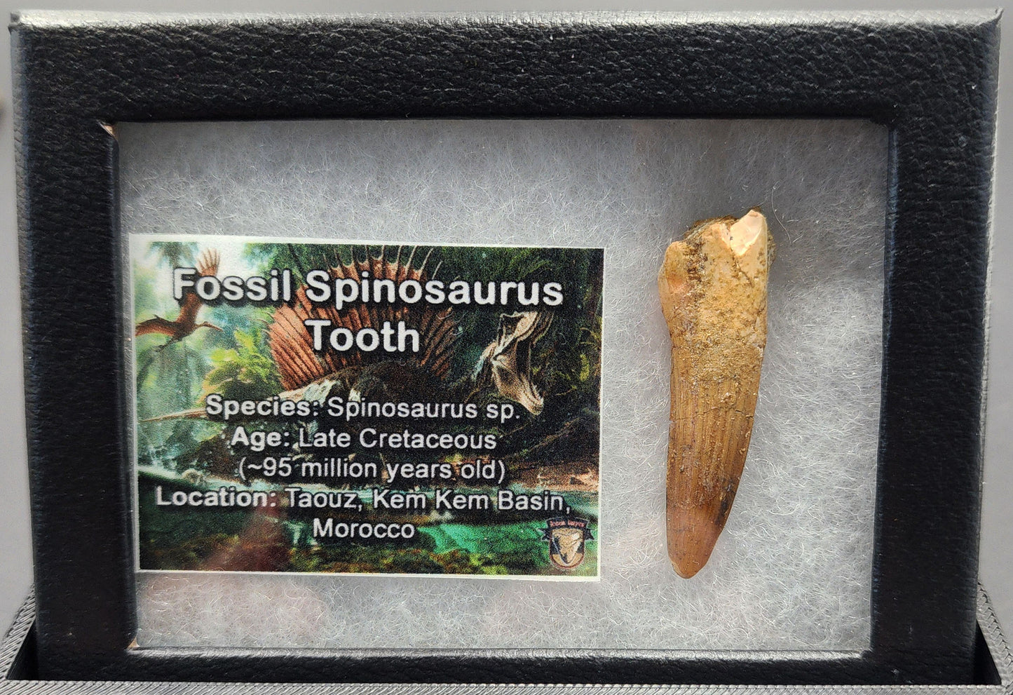 1.60 inch authentic Spinosaurus tooth fossil – close-up of serration and root from Morocco