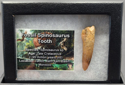 1.60 inch authentic Spinosaurus tooth fossil – close-up of serration and root from Morocco