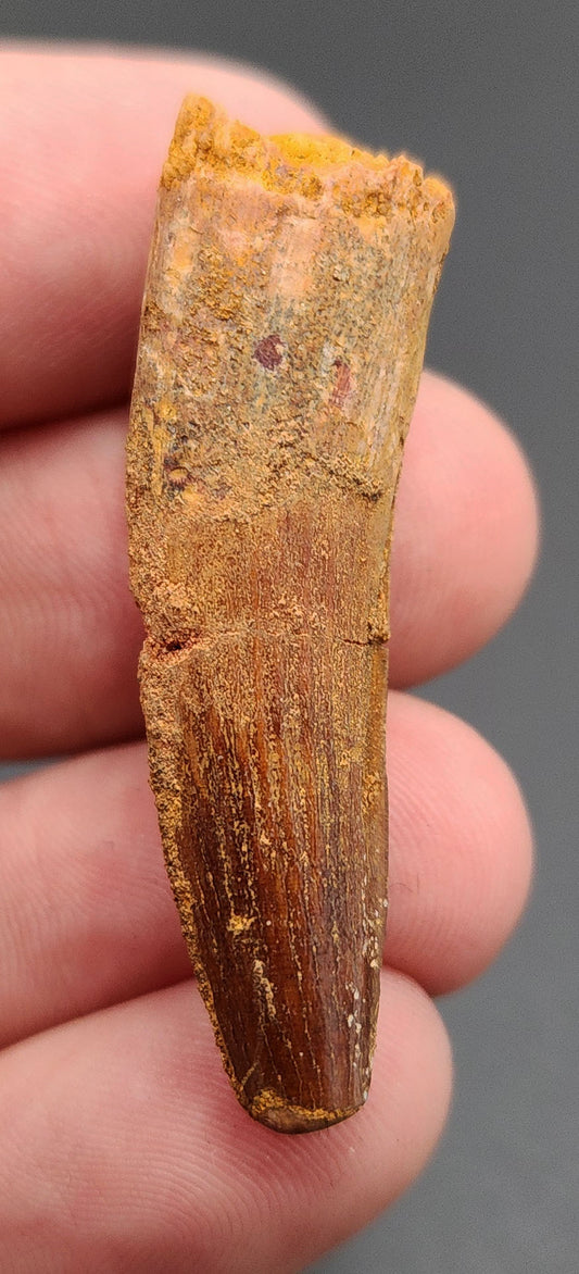 1.67 inch Spinosaurus dinosaur tooth fossil from Morocco – full view showing natural enamel texture