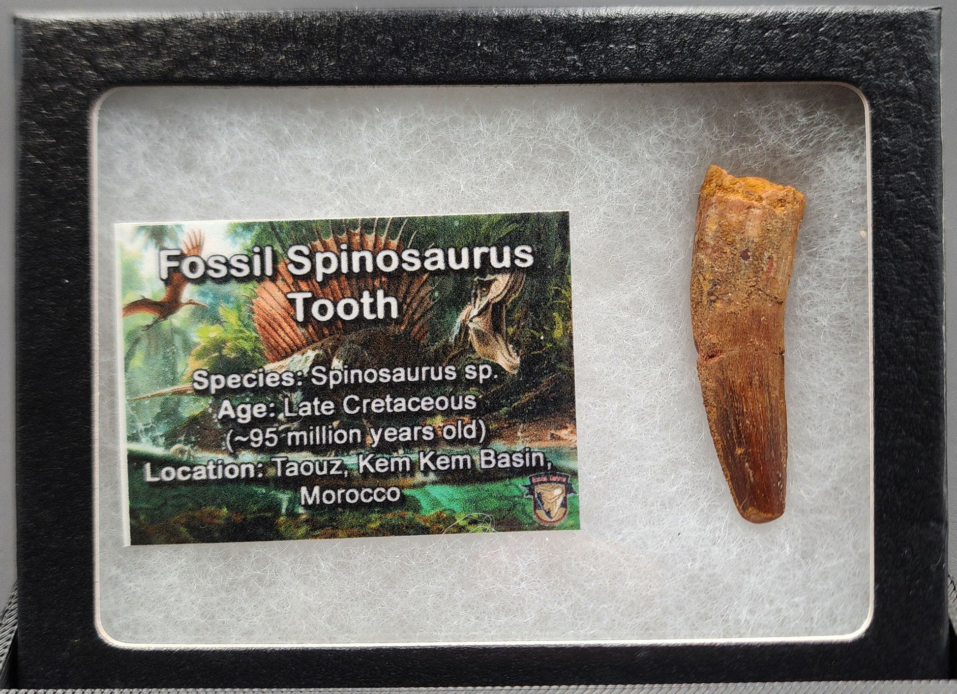 Authentic 1.67 inch Spinosaurus tooth fossil – close-up image highlighting tip and root detail