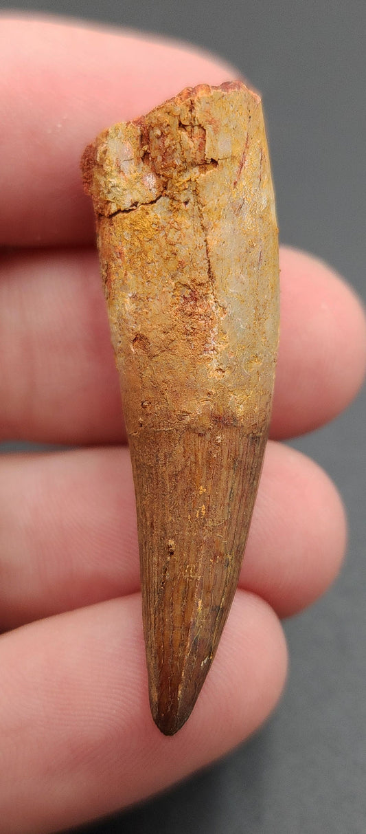 1.72 inch fossil Spinosaurus dinosaur tooth from Morocco – side view showing preserved enamel