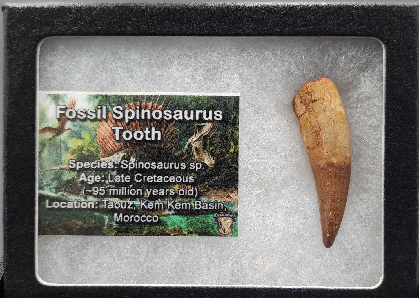 Authentic 1.72 inch Spinosaurus tooth fossil – angled image highlighting tip and curvature