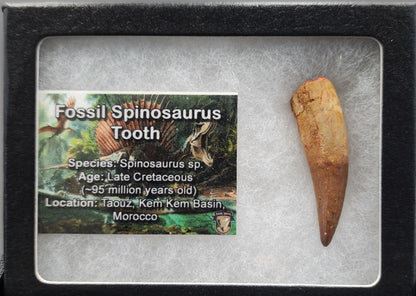 Authentic 1.72 inch Spinosaurus tooth fossil – angled image highlighting tip and curvature