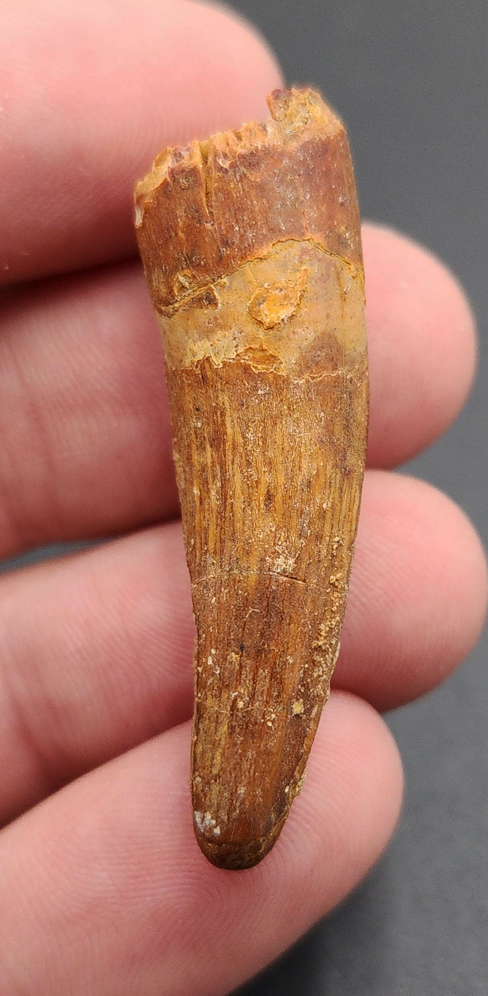 1.73 inch Spinosaurus dinosaur tooth fossil from Morocco – profile view showing enamel preservation