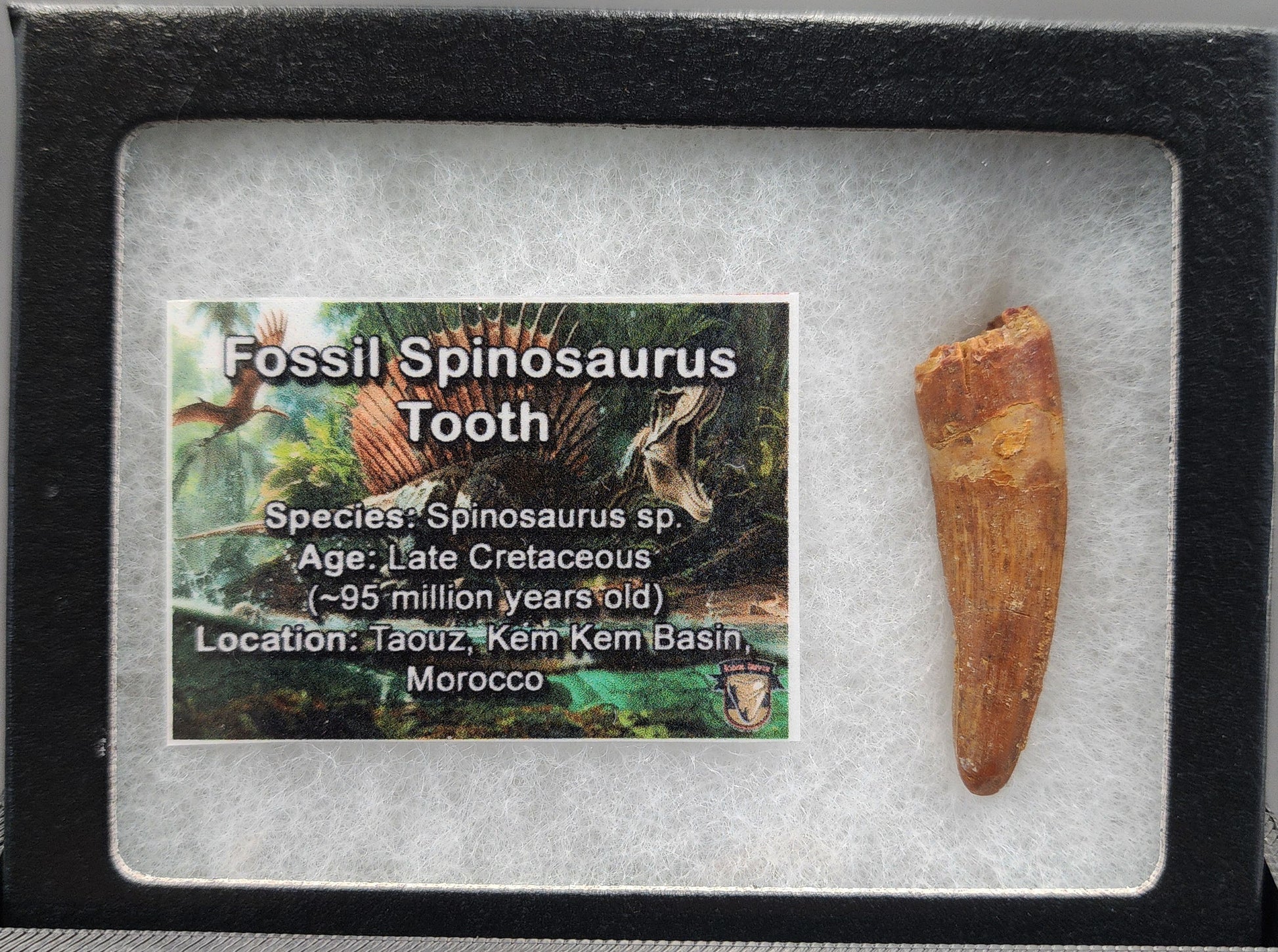 Authentic 1.73 inch fossil Spinosaurus tooth – close-up of crown and natural coloration