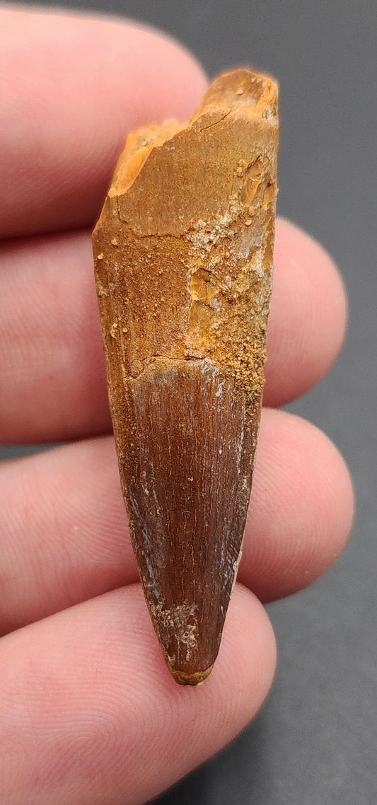 1.76 inch fossil Spinosaurus dinosaur tooth from Morocco – side view showing ridges and enamel sheen