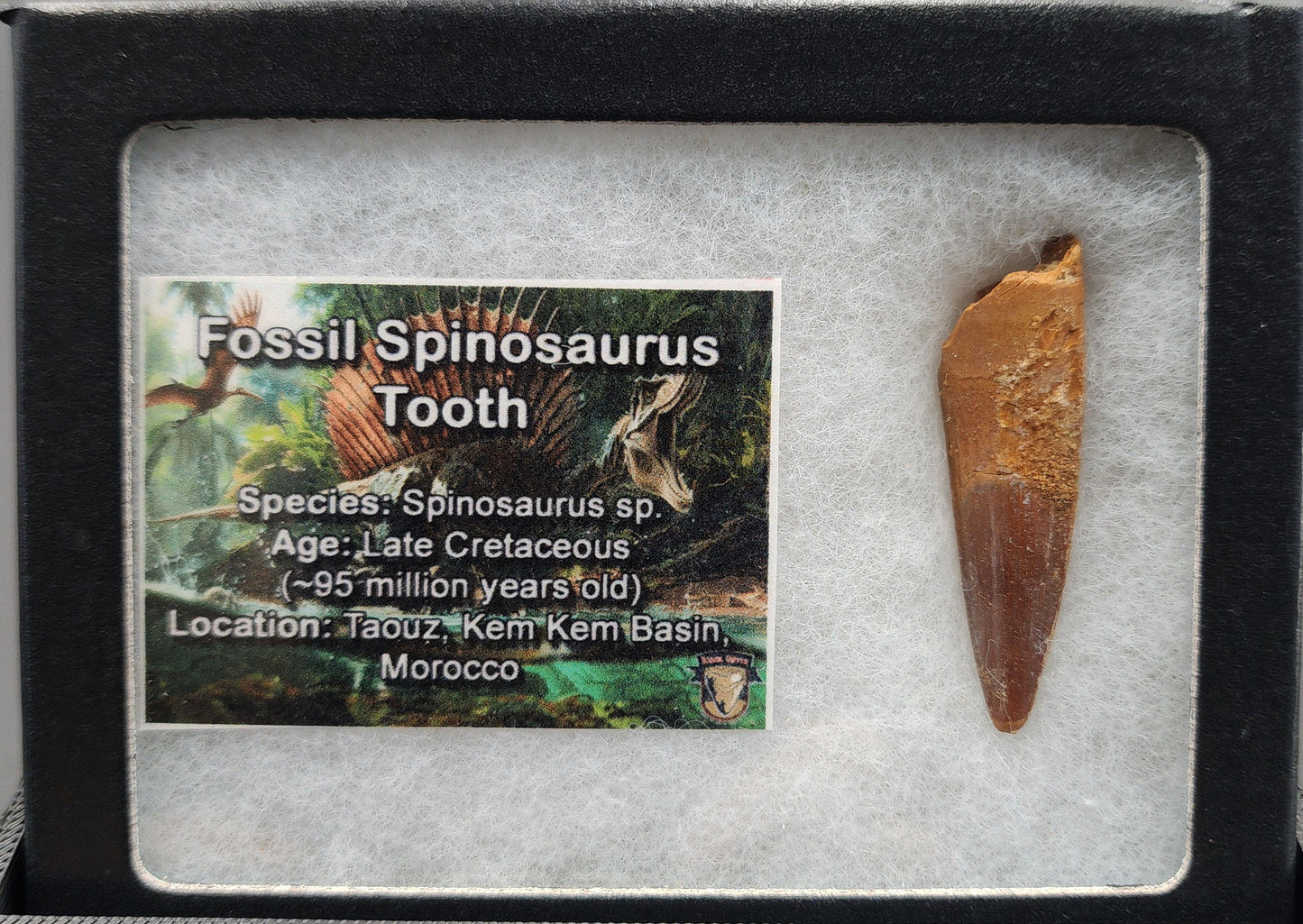 Authentic 1.76 inch Spinosaurus tooth fossil – close-up image showing tip and root detail