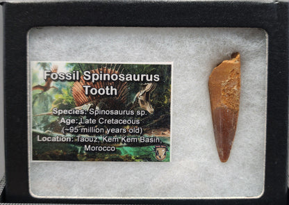 Authentic 1.76 inch Spinosaurus tooth fossil – close-up image showing tip and root detail