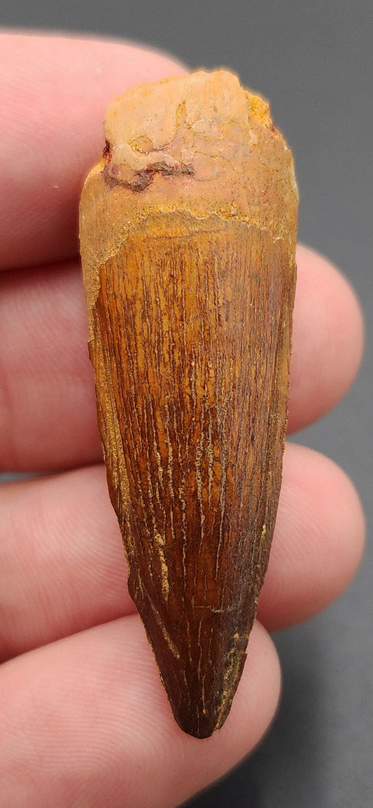 1.82 inch Spinosaurus dinosaur tooth fossil from Morocco – full view displaying natural enamel and shape