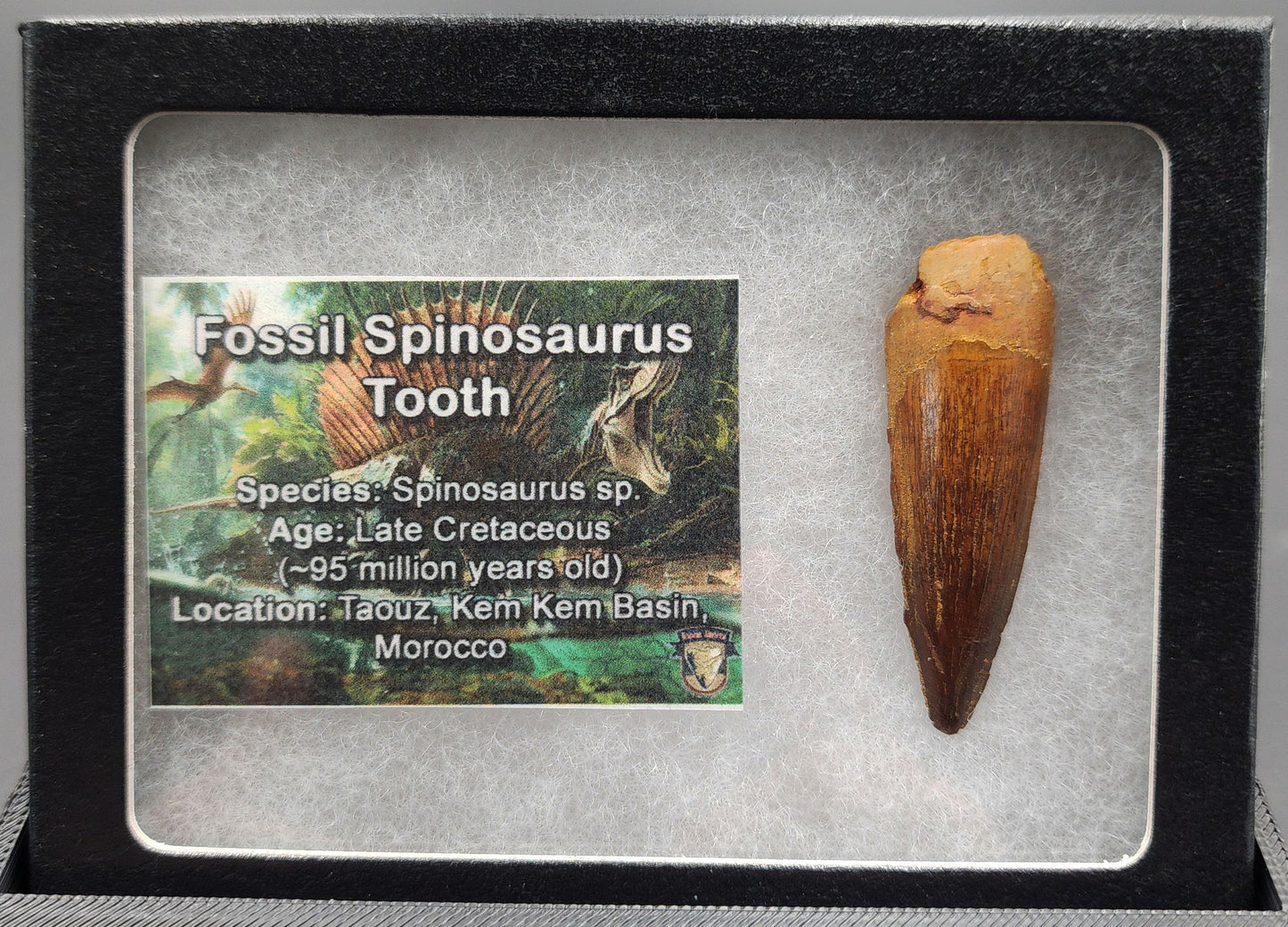 Authentic 1.82 inch fossil Spinosaurus tooth – close-up showing crown and surface texture