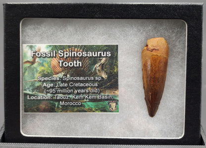 Authentic 1.82 inch fossil Spinosaurus tooth – close-up showing crown and surface texture
