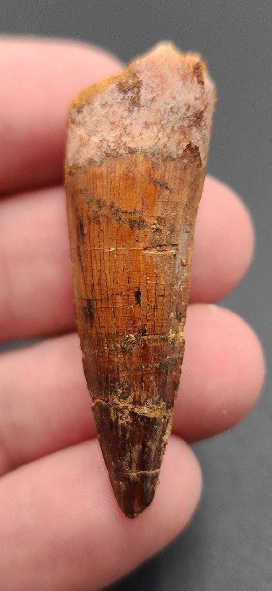 1.88 inch fossil Spinosaurus dinosaur tooth from Morocco – side view showing enamel texture and natural color