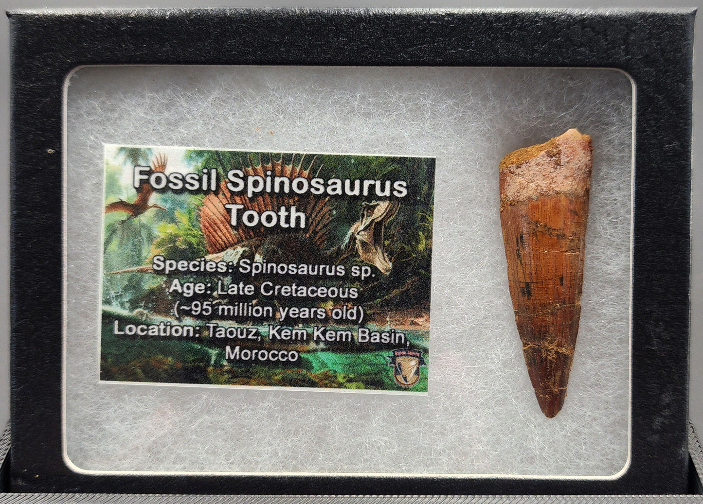 Authentic 1.88 inch Spinosaurus tooth fossil – detailed close-up of tip and surface features