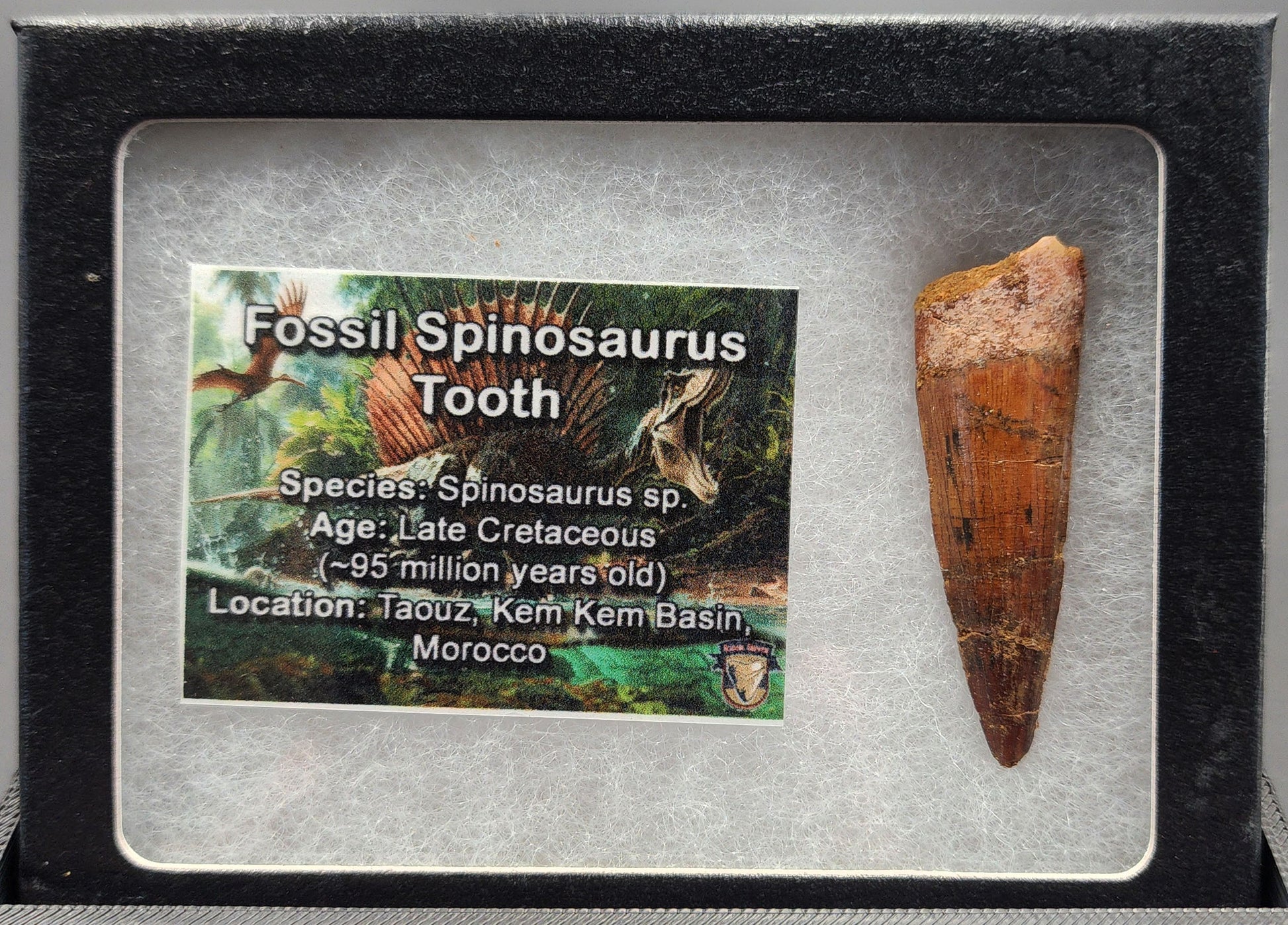 Authentic 1.88 inch Spinosaurus tooth fossil – detailed close-up of tip and surface features