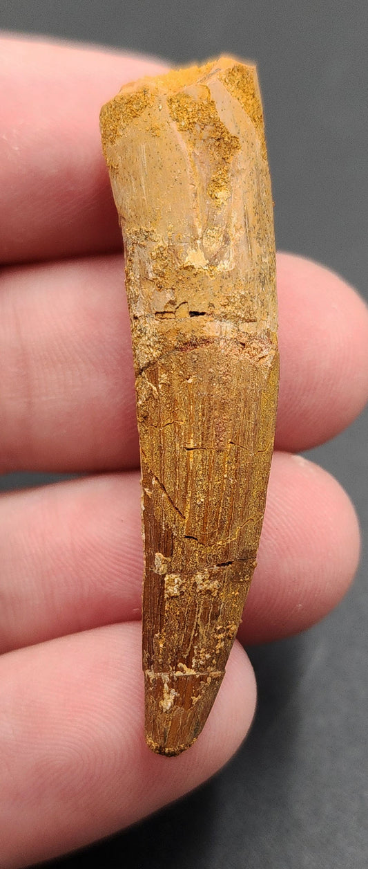 1.91 inch Spinosaurus dinosaur tooth fossil from Morocco – profile view showing preserved enamel and ridges
