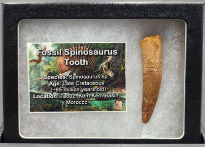 Authentic 1.91 inch fossil Spinosaurus tooth – close-up highlighting natural wear and coloration