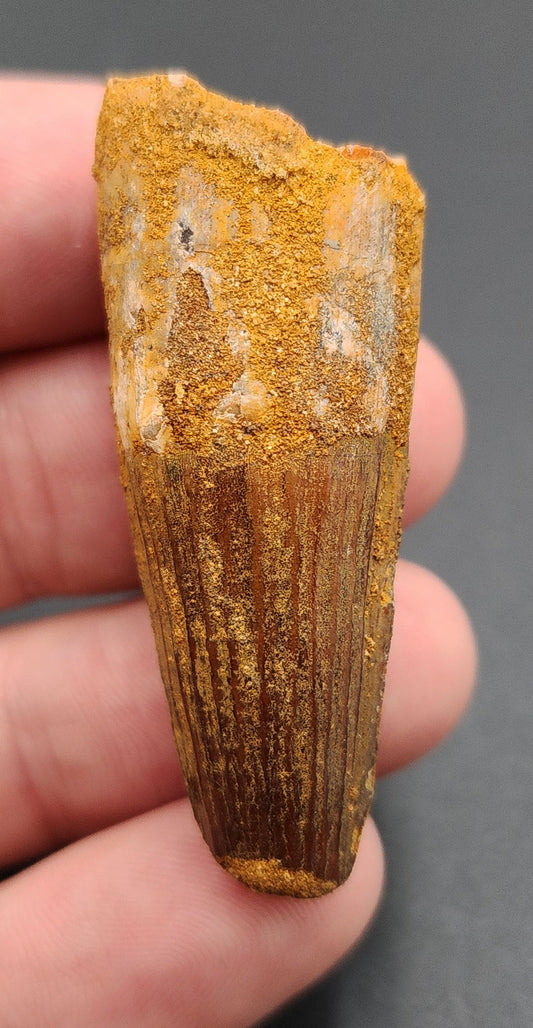 1.94 inch Spinosaurus dinosaur tooth fossil from Morocco – full side view showing enamel detail and coloration