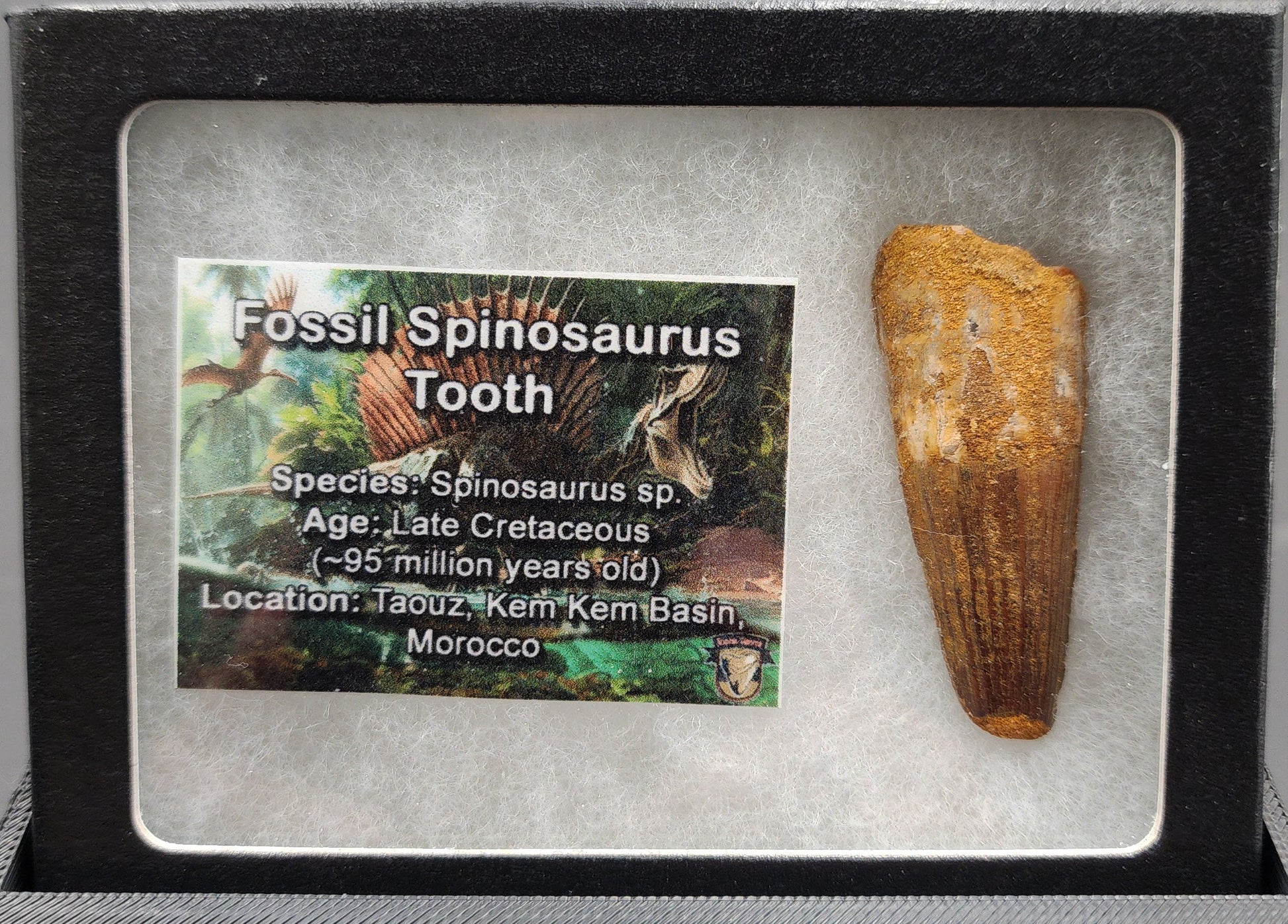 Authentic 1.94 inch Spinosaurus tooth fossil – close-up capturing natural texture and tip preservation