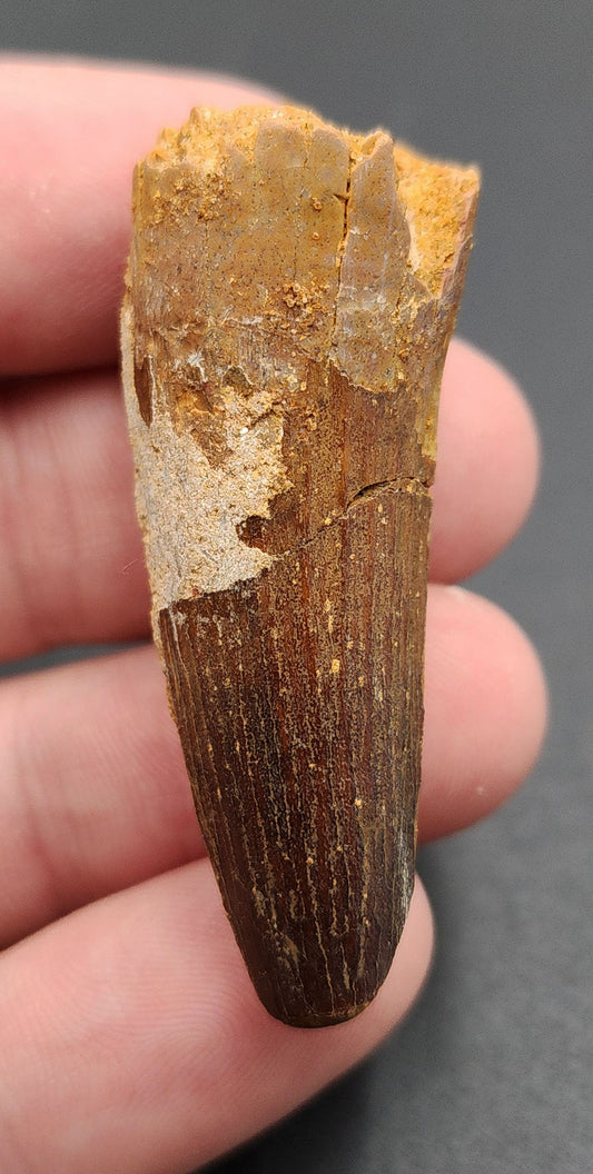 1.95 inch fossil Spinosaurus dinosaur tooth from Morocco – side view showing ridges and enamel sheen