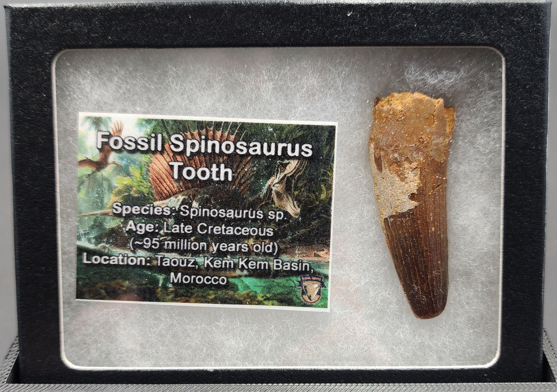 Authentic 1.95 inch Spinosaurus tooth fossil – close-up of crown, texture, and natural coloration