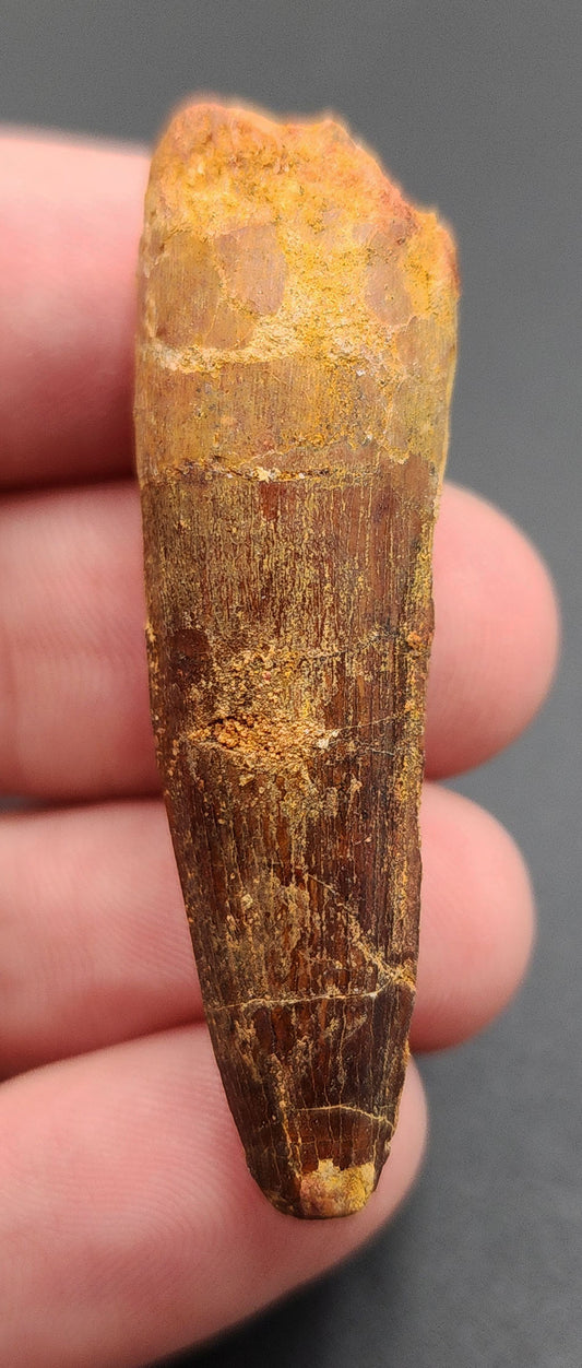 1.96 inch Spinosaurus dinosaur tooth fossil from Morocco – full side view with visible enamel texture