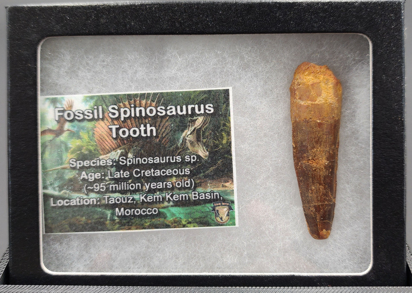 Authentic 1.96 inch Spinosaurus tooth fossil – close-up highlighting tip and surface preservation