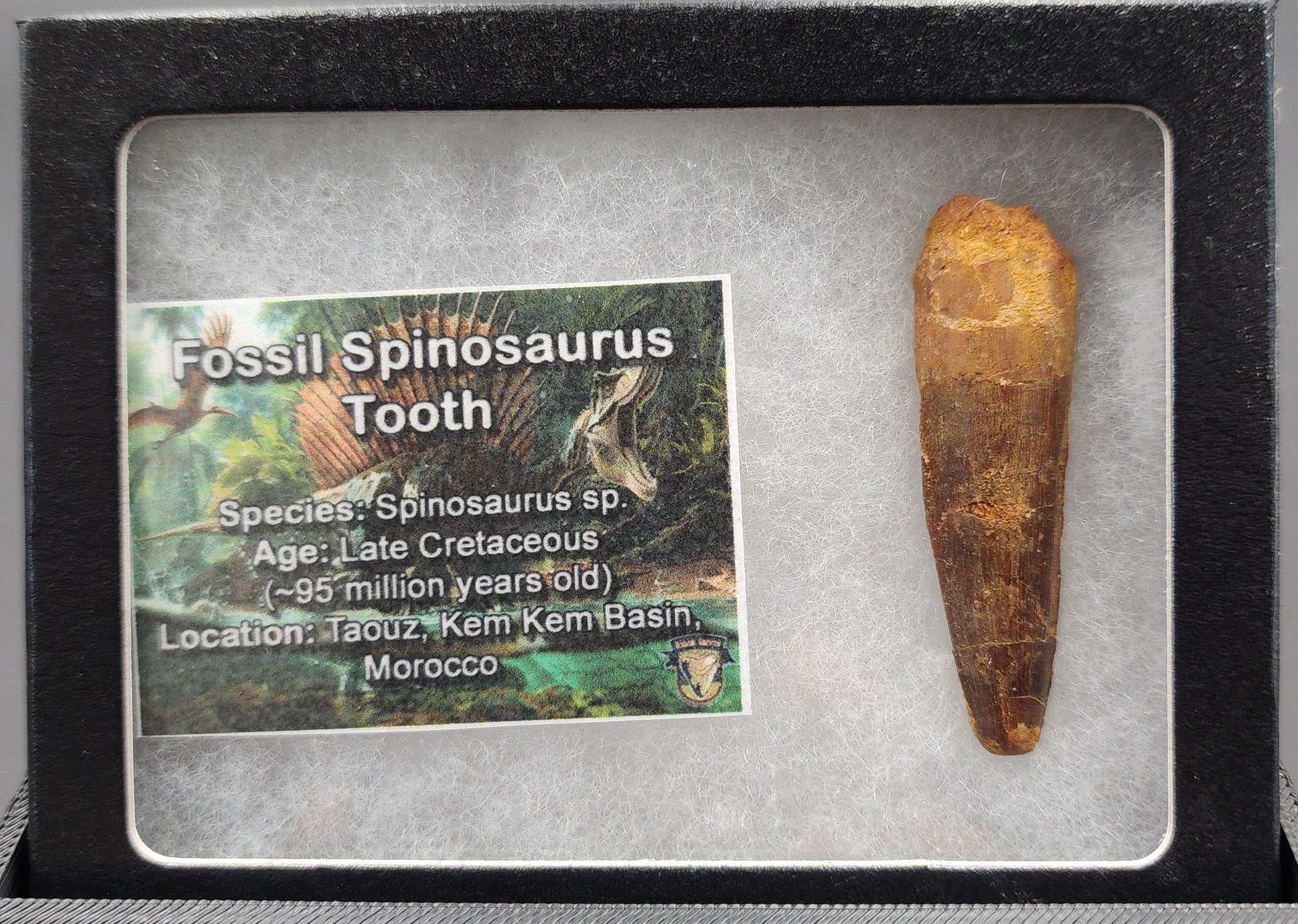 Authentic 1.96 inch Spinosaurus tooth fossil – close-up highlighting tip and surface preservation