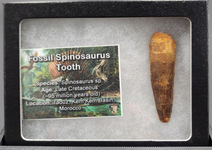 Authentic 1.96 inch Spinosaurus tooth fossil – close-up highlighting tip and surface preservation