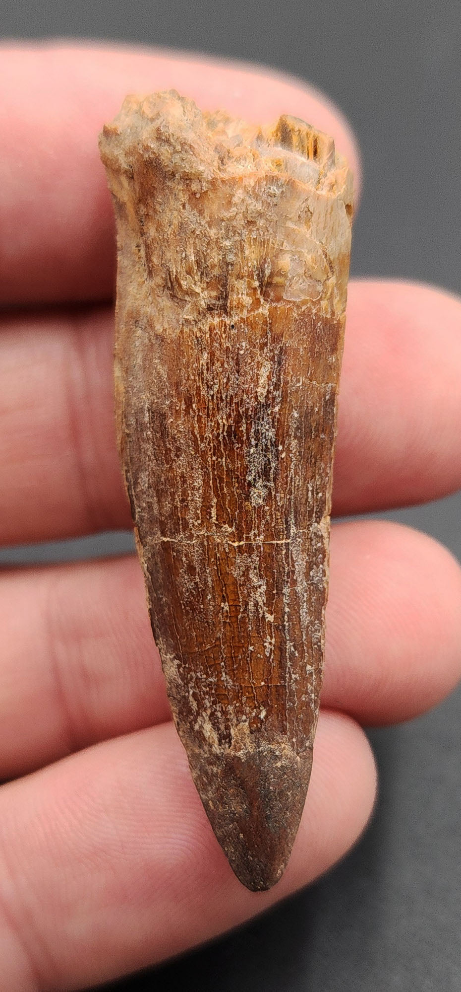 2.03 inch fossil Spinosaurus dinosaur tooth from Morocco – side view showcasing natural enamel and shape