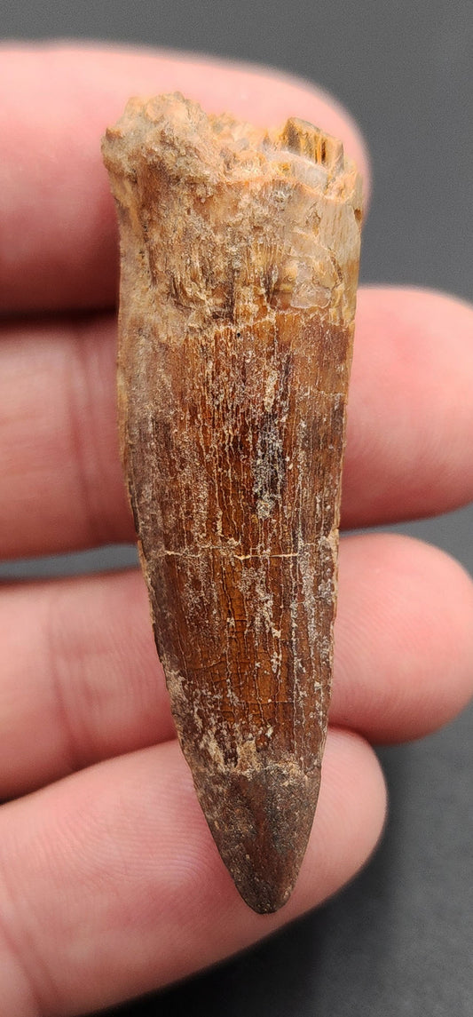 2.03 inch fossil Spinosaurus dinosaur tooth from Morocco – side view showcasing natural enamel and shape