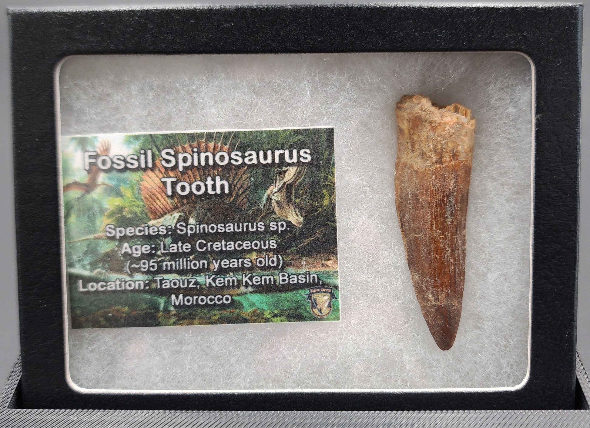 Authentic 2.03 inch Spinosaurus tooth fossil – close-up image showing crown detail and texture