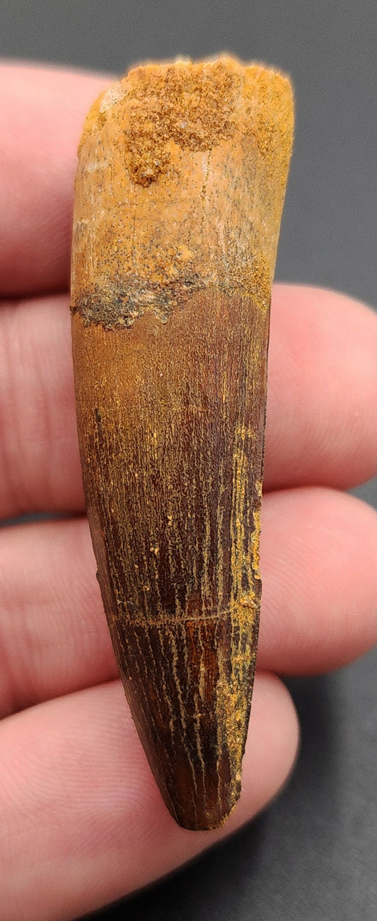 2.10 inch Spinosaurus dinosaur tooth fossil from Morocco – full side view showcasing enamel and curvature