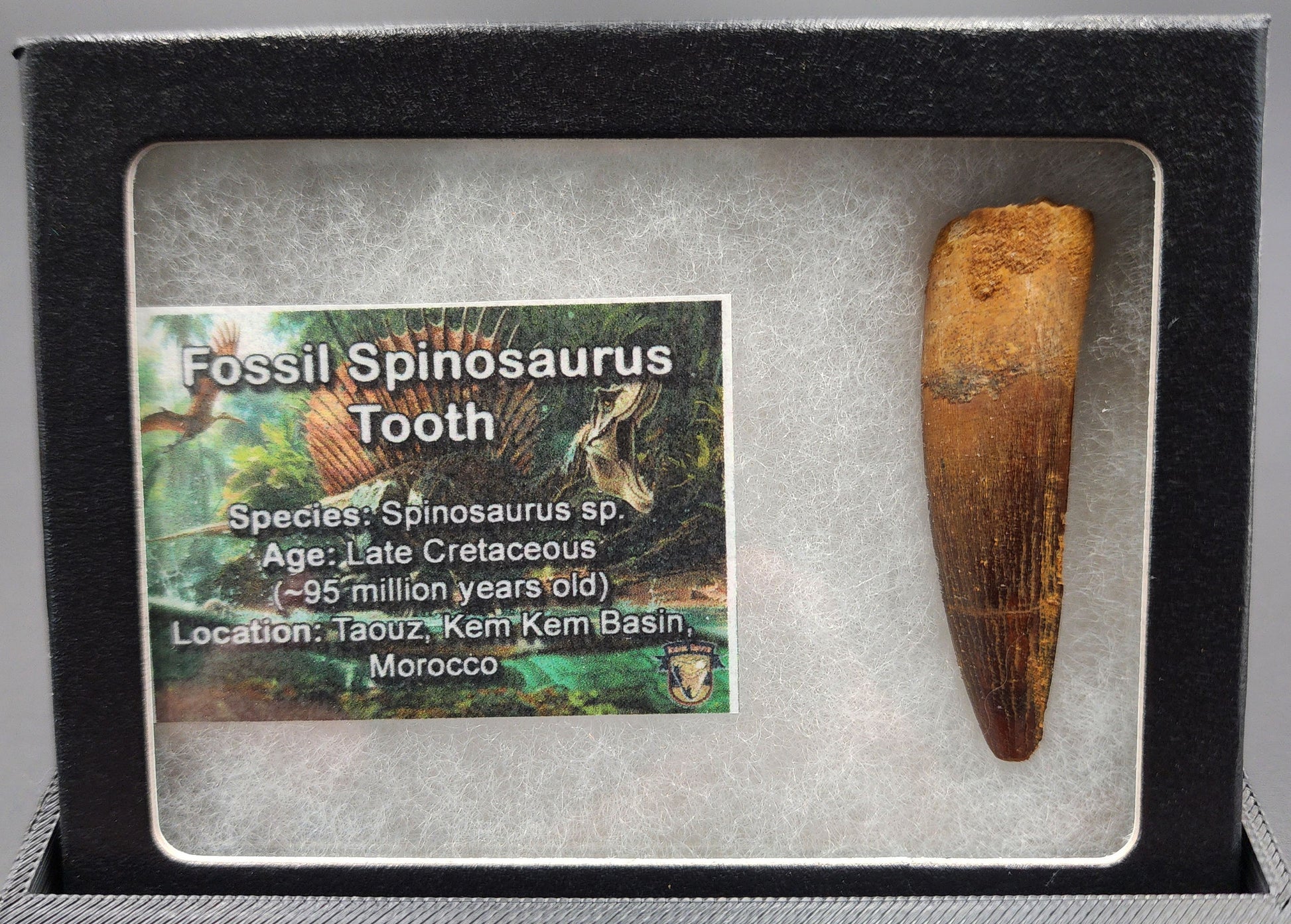 Authentic 2.10 inch Spinosaurus tooth fossil – close-up highlighting serrated crown and natural wear