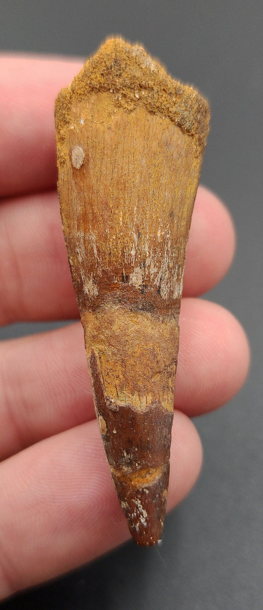 2.16 inch Spinosaurus dinosaur tooth fossil from Morocco – full side view showing enamel texture and curvature