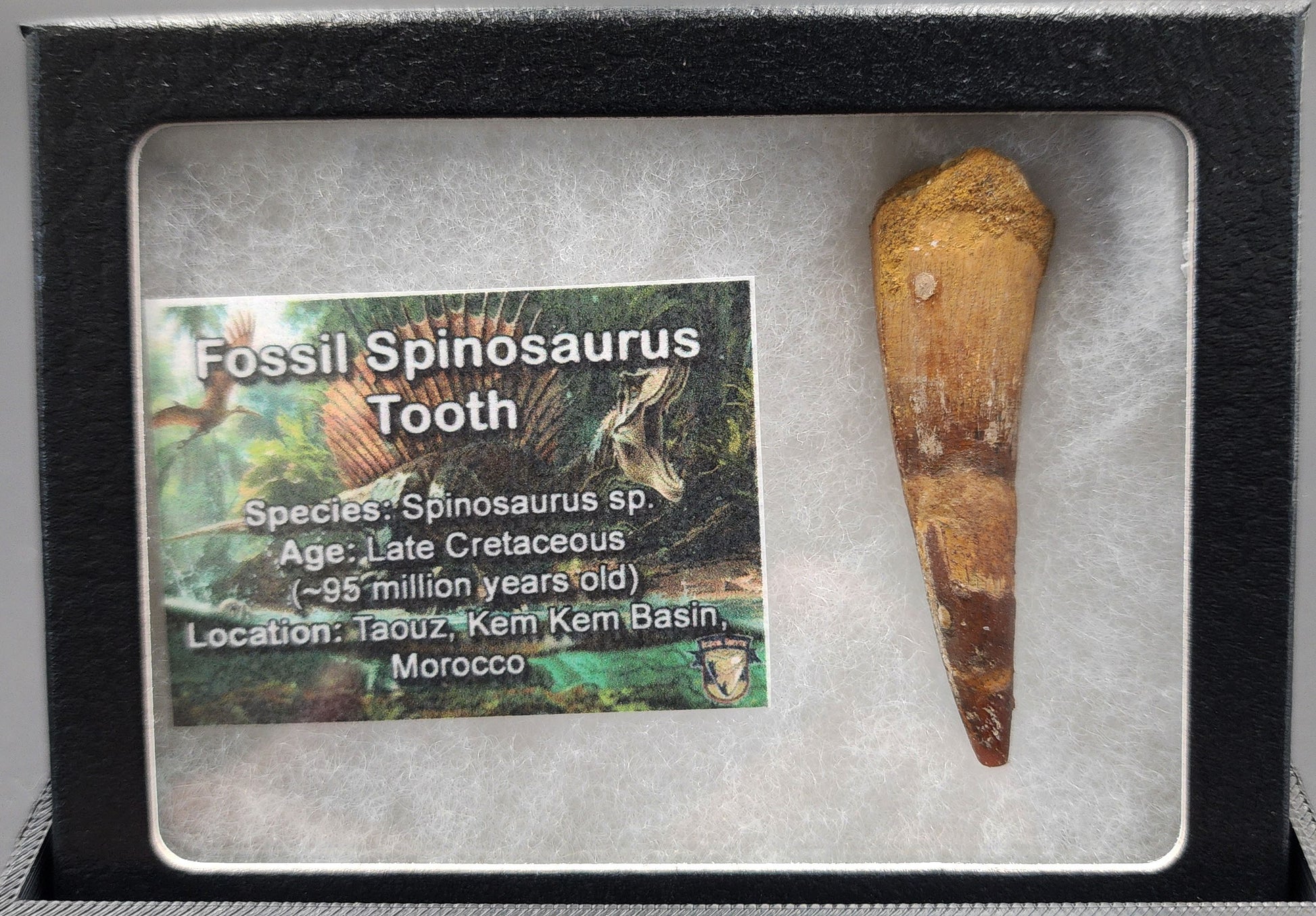 Authentic 2.16 inch Spinosaurus tooth fossil – close-up highlighting serrated crown and root detail