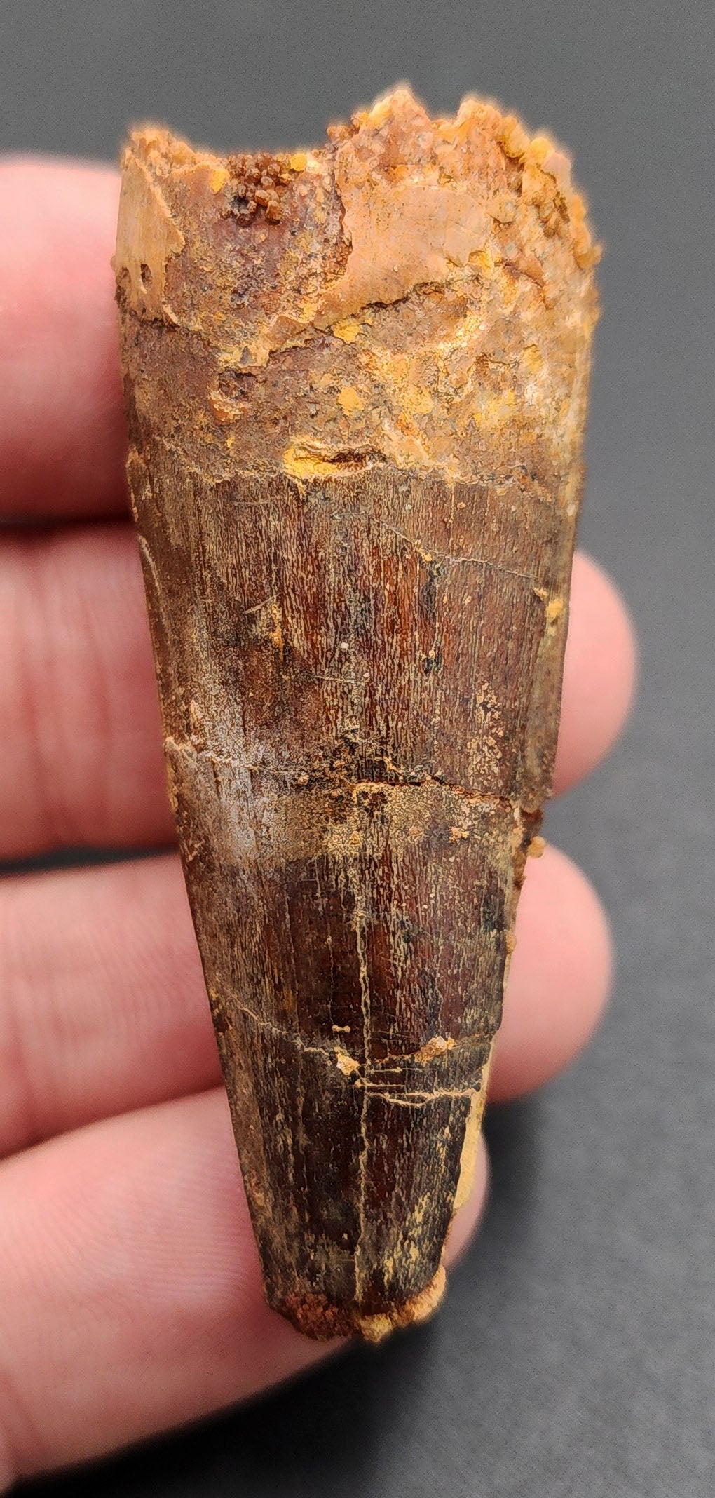 2.23 inch fossil Spinosaurus dinosaur tooth from Morocco – full side view showcasing natural enamel and curvature