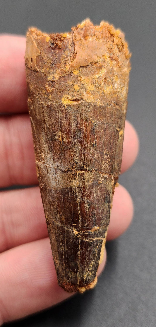 2.23 inch fossil Spinosaurus dinosaur tooth from Morocco – full side view showcasing natural enamel and curvature