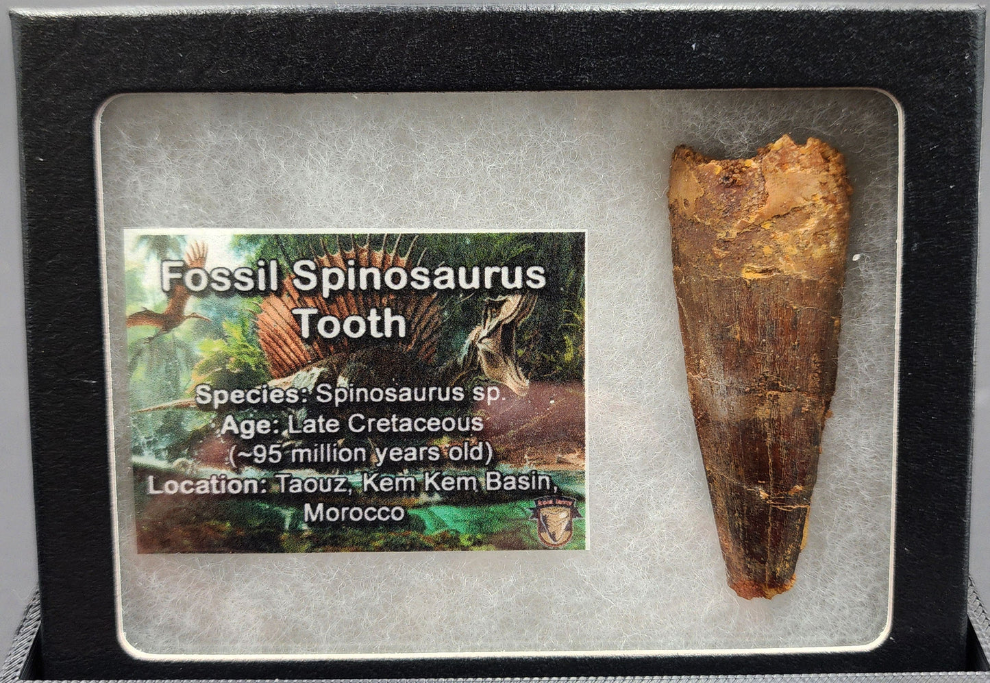 Authentic 2.23 inch Spinosaurus tooth fossil – close-up highlighting serrated crown and root texture