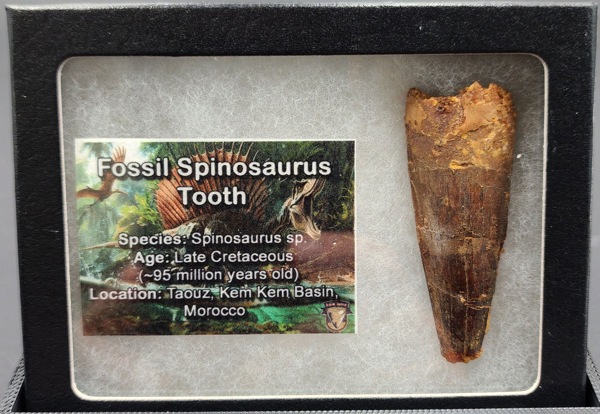 Authentic 2.23 inch Spinosaurus tooth fossil – close-up highlighting serrated crown and root texture