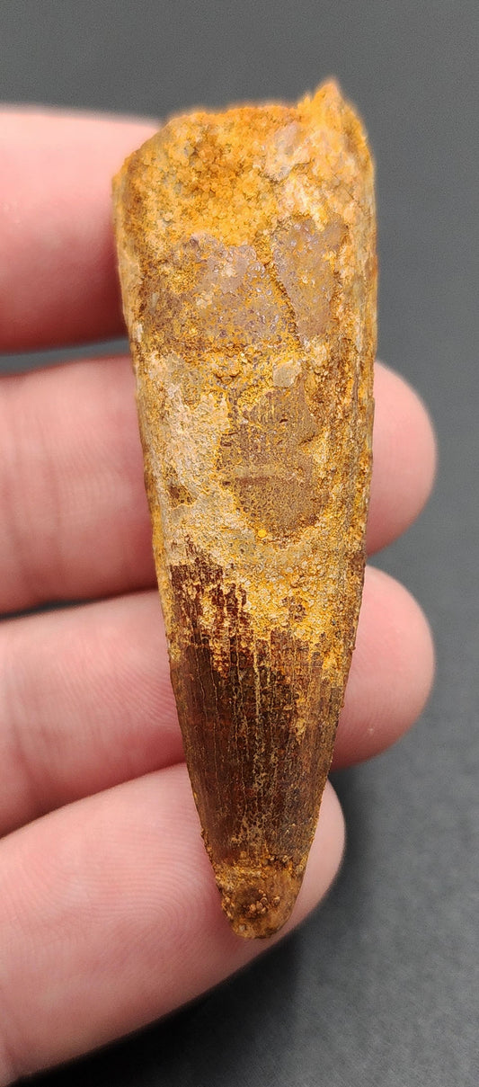 2.24 inch fossil Spinosaurus dinosaur tooth from Morocco – side view showing enamel texture and curvature